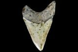 Fossil Megalodon Tooth - North Carolina #108884-2